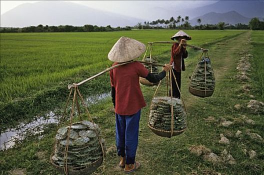 越南,海防,两个女人,靠近,稻田,仙人掌,叶子,平衡性,杆