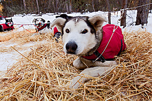 雪橇狗,狗,外套,休息,稻草,室外,线缆,阿拉斯加,哈士奇犬,育空地区,加拿大