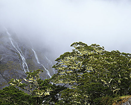 雨林,新西兰