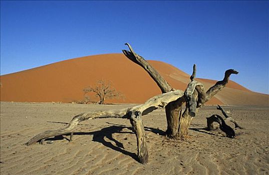 枯木,卧,正面,纳米比诺克陆夫国家公园,纳米比亚,非洲