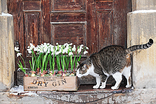 猫,嗅,雪花莲,板条箱