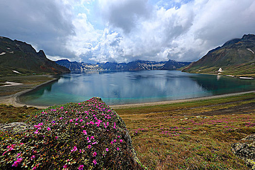 长白山高山花卉