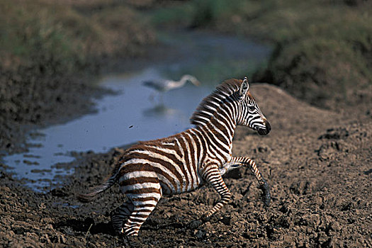 非洲,肯尼亚,马塞马拉野生动物保护区,平原斑马,斑马,泥,水潭