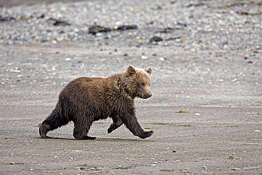 棕熊,熊,幼兽,阿拉斯加,美国