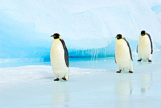 成年,帝企鹅,生物群,觅食,旅游,海上,雪丘岛,威德尔海,南极