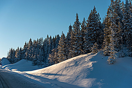 树,积雪,道路,阿拉斯加公路,不列颠哥伦比亚省,加拿大