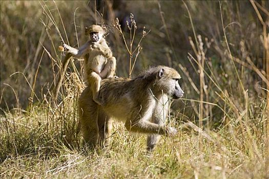 年轻,狒狒,母兽,背影,奥卡万戈三角洲,博茨瓦纳,非洲