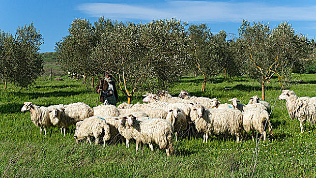 远足,牧羊人,绵羊,萨丁尼亚,意大利,欧洲