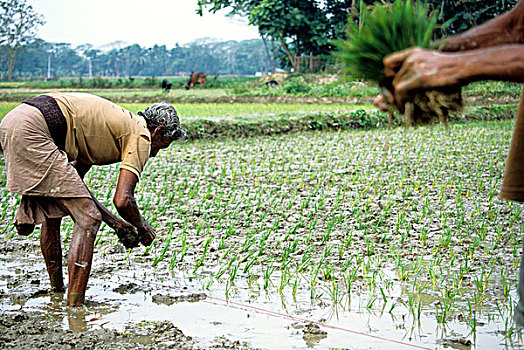 两个,乡村,工作,培育,稻田,孟加拉