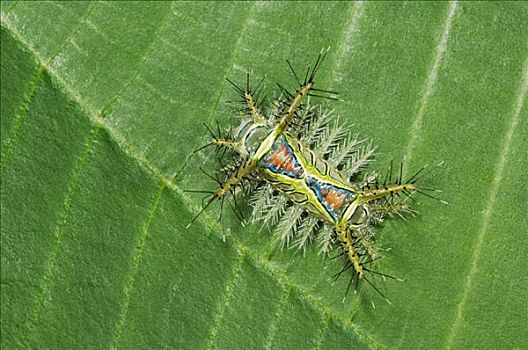 蛾子,有毒,毛虫,叶子,曼纽尔安东尼奥国家公园,中心,太平洋海岸,哥斯达黎加,中美洲