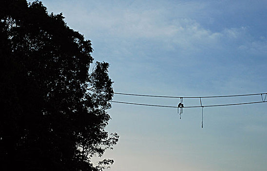 malaysia,borneo,kinabatangan,proboscis,monkey,in,the,trees