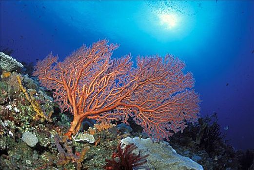 巴布亚新几内亚,米尔恩湾,橙色,海扇,柳珊瑚目,阳光乍现