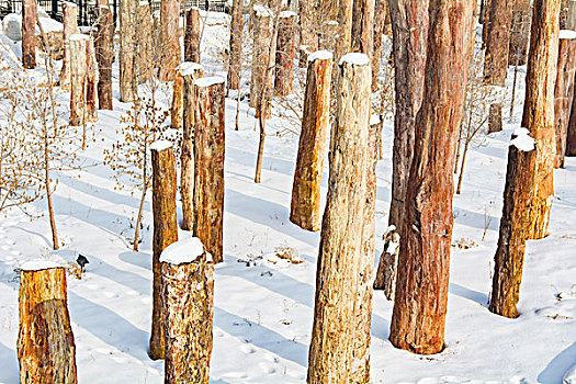 野马古生态园雪景硅化木