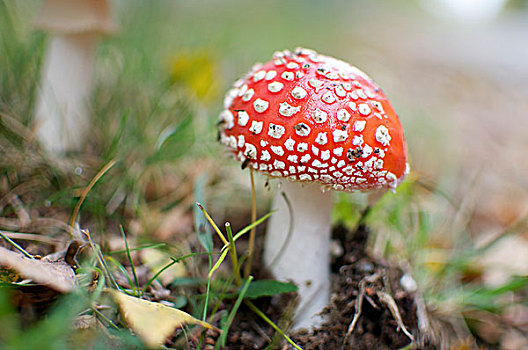 伞菌,蘑菇