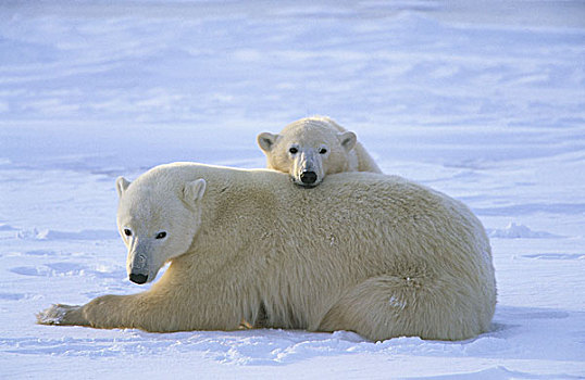 极地,熊,母兽,休息,幼兽,凝视,上方,背影