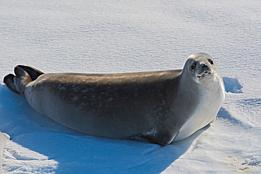 南极,南,圆,靠近,阿德莱德,岛屿,食蝦海豹,食蟹海豹,浮冰