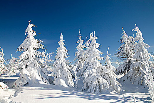 积雪,松树,山,萨克森,德国,欧洲