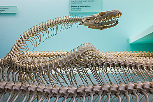 英格兰,伦敦,肯辛顿,自然历史博物馆,展示,巨蟒,骨骼