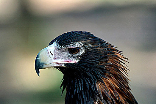 鹰,头像,北领地州,澳大利亚