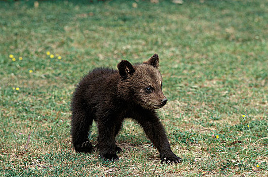 棕熊,幼兽,站立,草