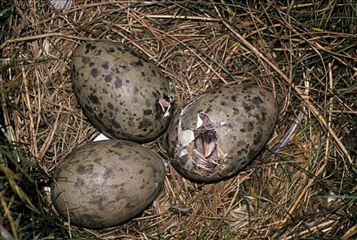 小黑背鸥,蛋,一个,孵化,欧洲