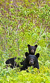 黑熊,母熊,幼兽,叶子,靠近,小路,出口,冰河,奇奈峡湾国家公园,肯奈半岛,阿拉斯加,夏天