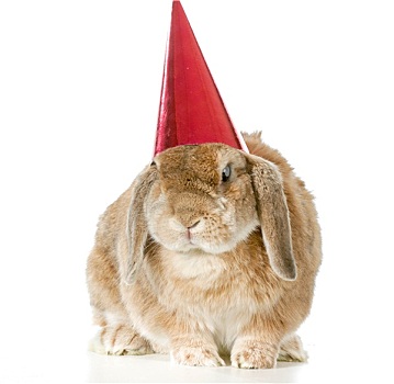 生日,兔子