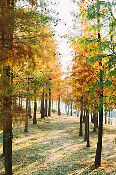 广州大观园湿地公园秋天黄色树林