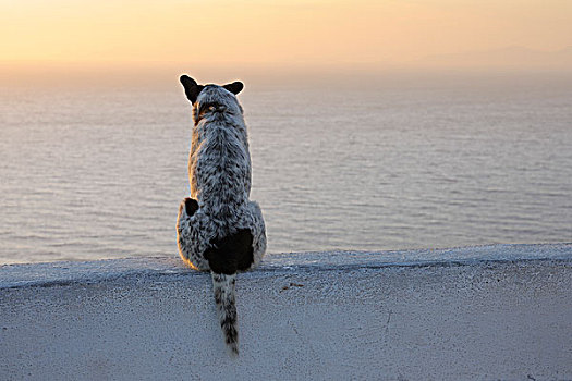 狗,圣托里尼岛,基克拉迪群岛,希腊群岛,希腊