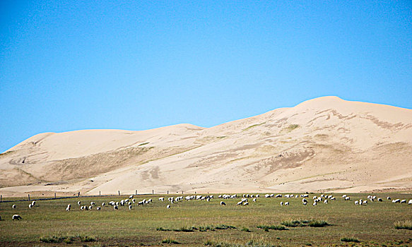 蓝天白云下的牛羊群