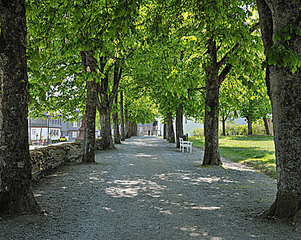 栗子树,排列,道路,坏,北莱茵-威斯特伐利亚,德国
