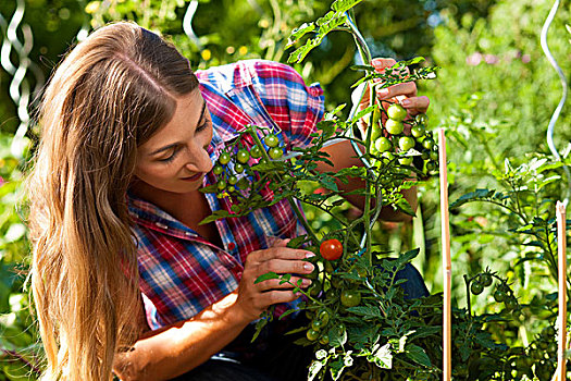 园艺,夏天,高兴,女人,收获,西红柿,灌木