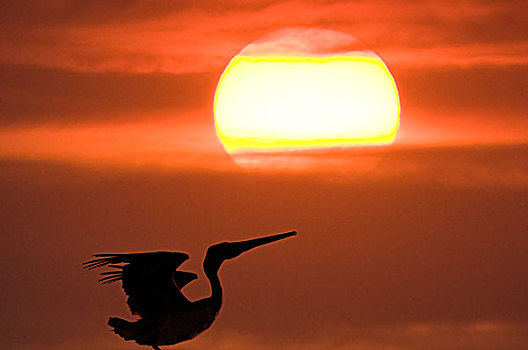墨西哥,北下加利福尼亚州,棕鹈鹕,褐鹈鹕,日落