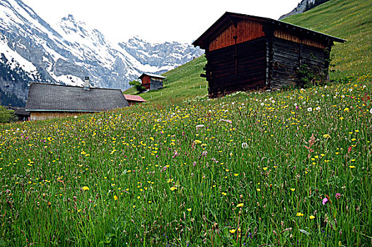 木屋,土地,山,背景,阿尔卑斯山,伯尔尼,瑞士