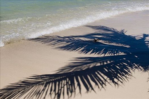 影子,棕榈树,海滩,岛屿,马达加斯加,非洲