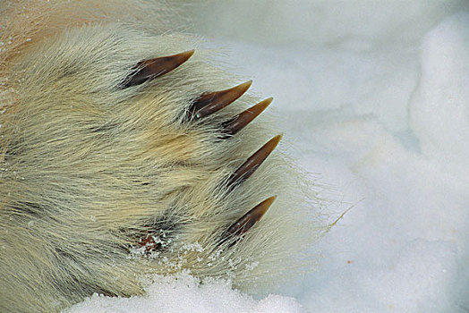 北极熊,爪子,加拿大
