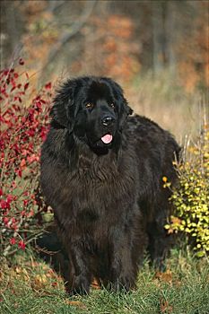 纽芬兰,狗,黑色,成年,肖像,秋天