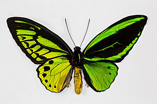 普通,绿色,蝴蝶,波塞冬,对比,上面,翼,仰视