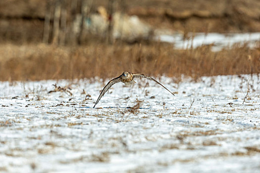 猎隼在冬天雪地里忙着寻找食物