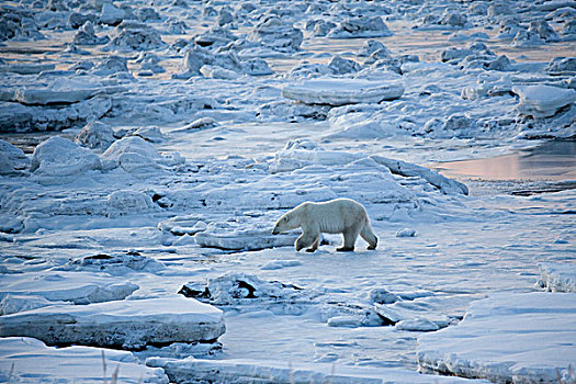 北极熊,走,冰,哈得逊湾,海岸,靠近,海豹,河,河口,北方,丘吉尔市,曼尼托巴,加拿大