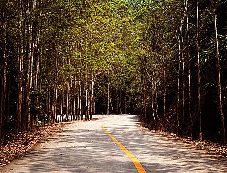 乡村,道路,树