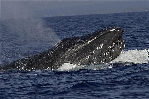 夏威夷,夏威夷大岛,科纳海岸,驼背鲸,大翅鲸属,鲸鱼,鲸跃,喷涌