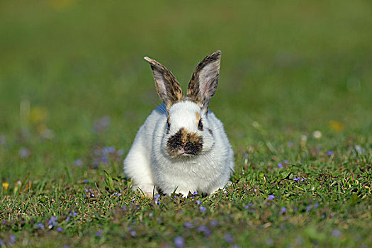 幼仔,兔子,草地,巴伐利亚,德国