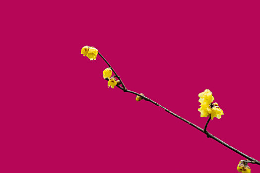 纯色背景花卉－腊梅