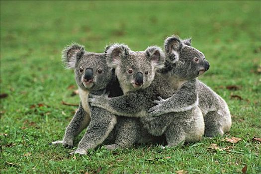 树袋熊,三个,排列,澳大利亚