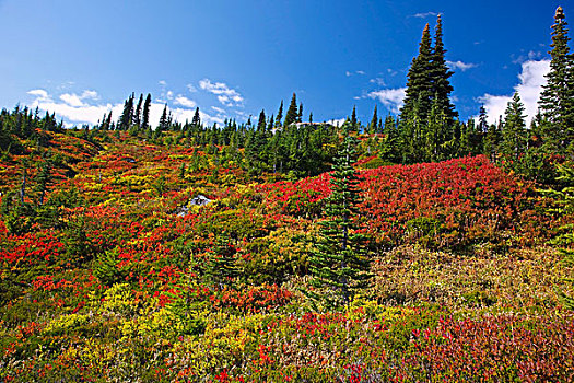 华盛顿,美国,秋色,雷尼尔山,山,国家公园