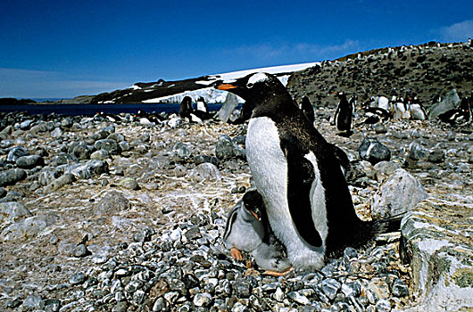 南极,巴布亚企鹅,幼禽