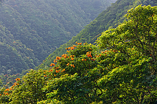 俯拍,树,树林,毛伊岛,夏威夷,美国
