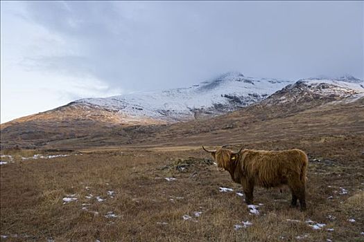家牛,高原牛,站立,山景,茂尔岛,内赫布里底群岛,苏格兰