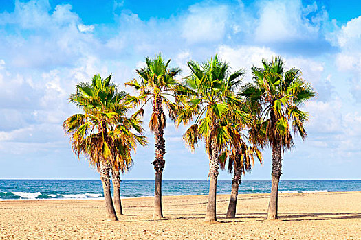 棕榈树,生长,空,沙滩,西班牙